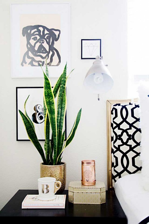 Snake Plant