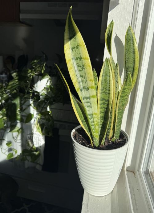 Vitamin D