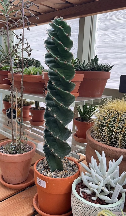 spiral cactus with other plants