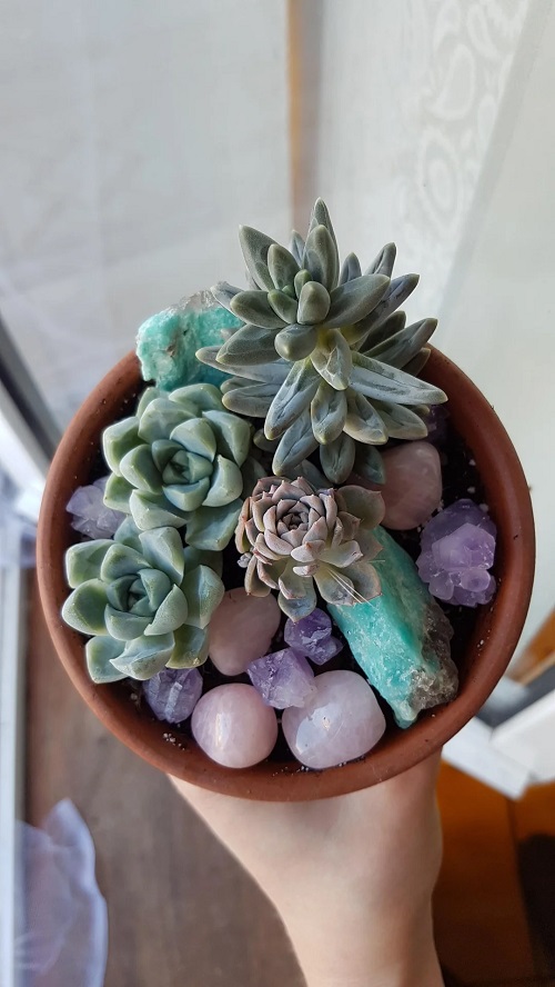 succulent pots with, colorful stones