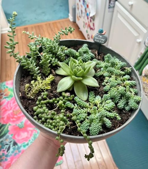  Succulents