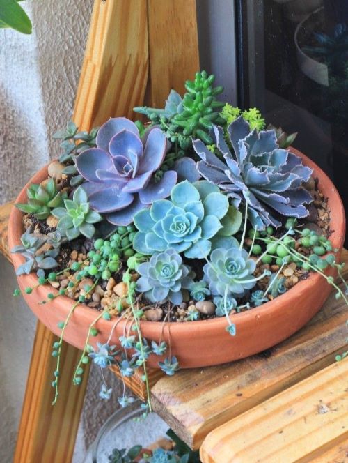 Planting Succulents