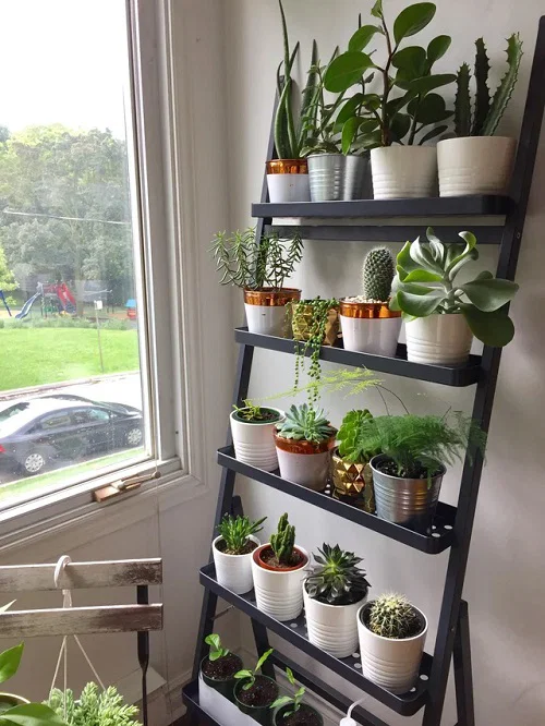 succulents on ladders