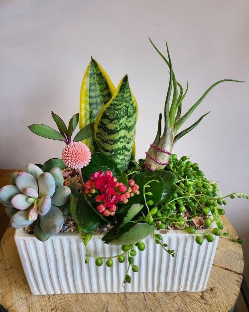 Best Fertilizers For Succulents 1