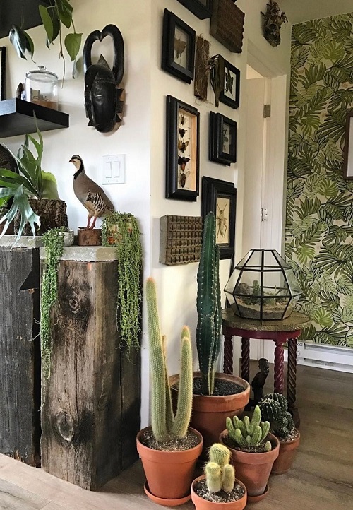tall cactus indoor with trailing plant