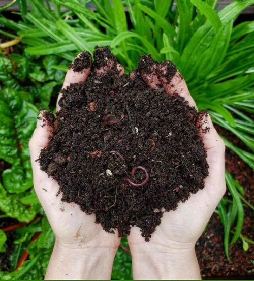 black gold Fertilizers For Succulents