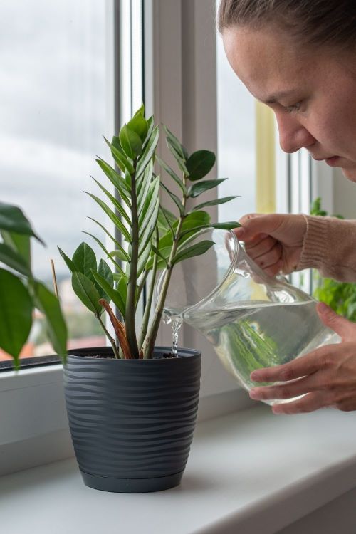  Most Upright ZZ Plants 6