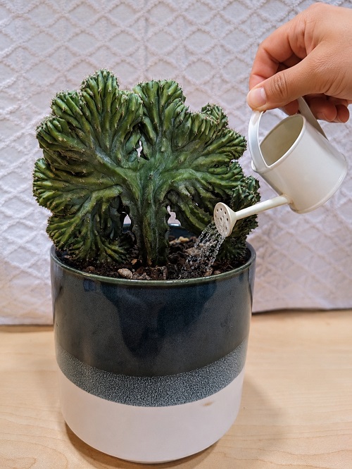 Dinosaur Back Plant 2