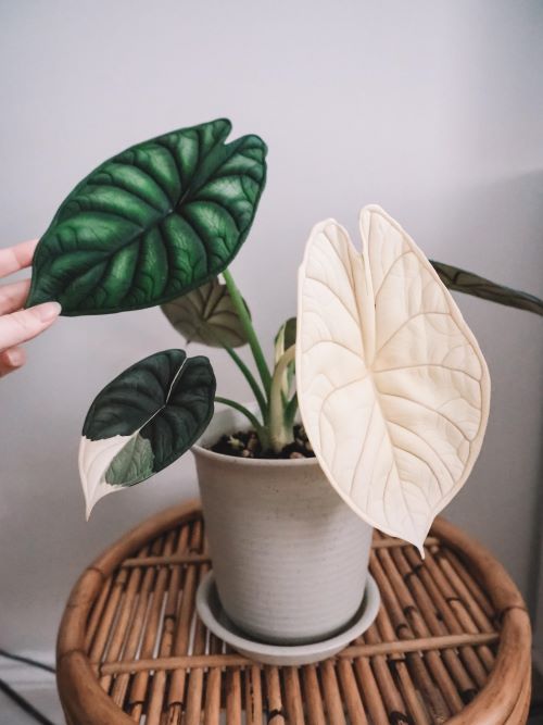  Alocasia Dragon Scale Variegata