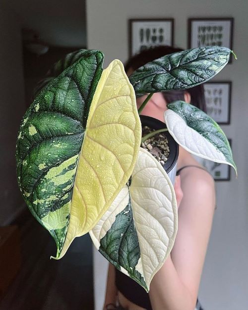  Alocasia Dragon Scale Variegata