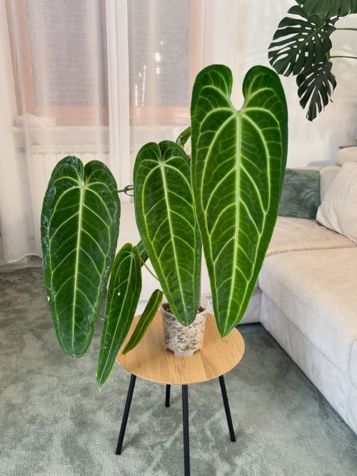  Anthurium Warocqueanum