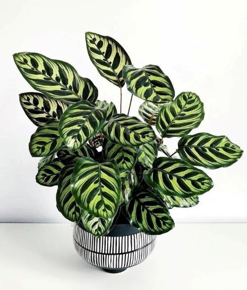 Using Rainwater on Calathea