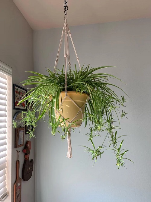 Chlorophytum comosum 'Vittatum'