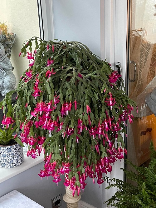 Christmas Cactus in home