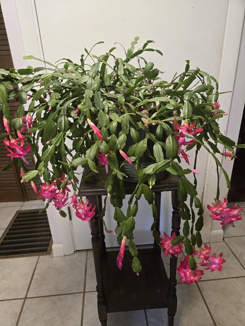 christmas cactus