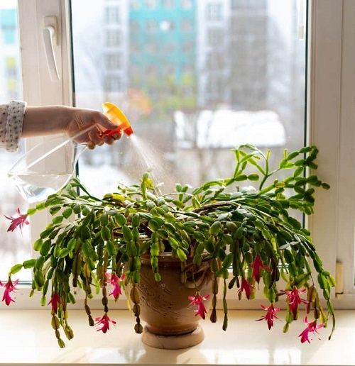 christmas cactus fertilizer