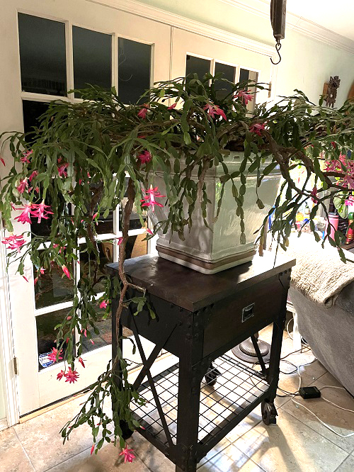christmas cactus in night