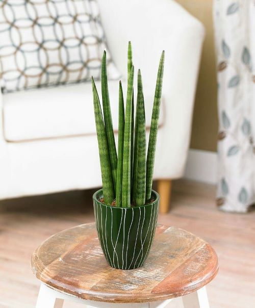  Cylindrical Snake Plant