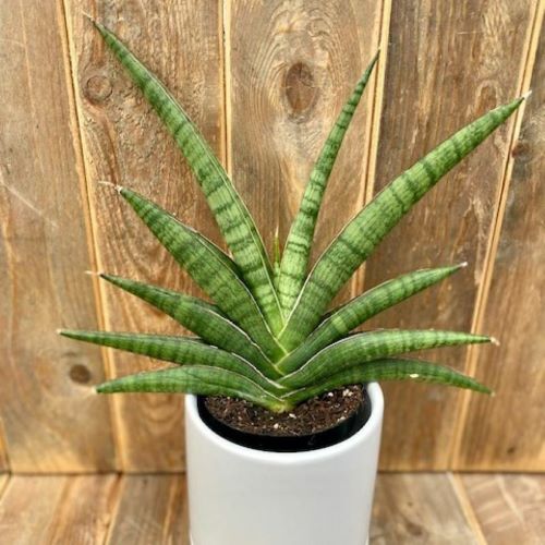 Diamond Shape Snake Plant
