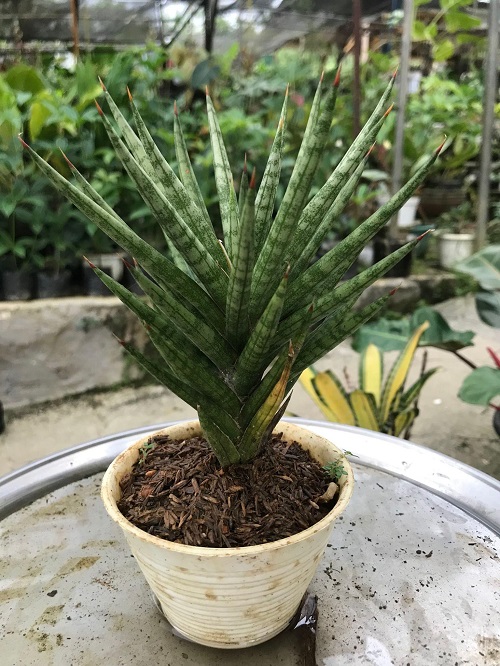 Dracaena angolensis