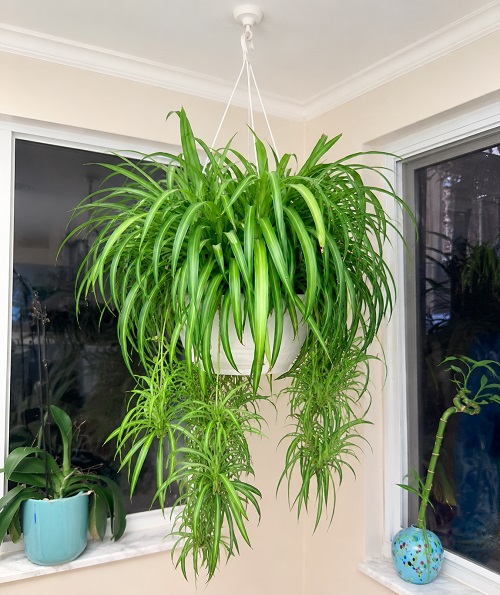 Green Spider Plant