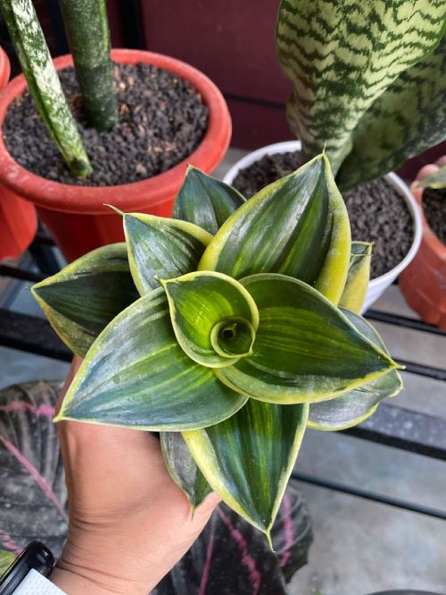  Bird's Nest Snake Plant