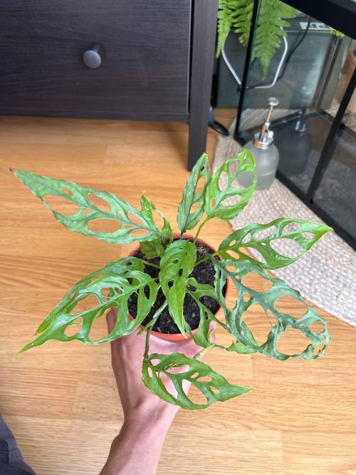 Monstera obliqua 