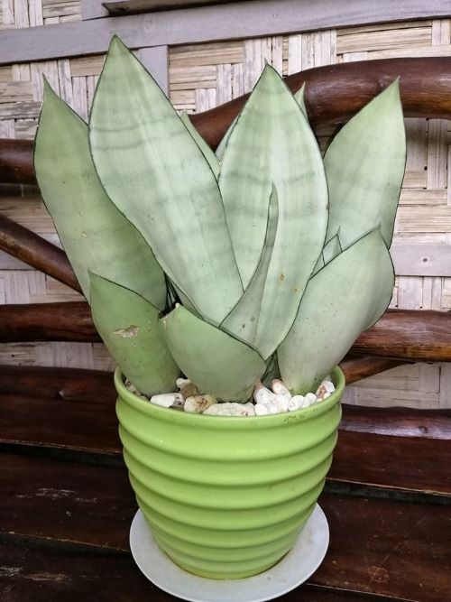 Moonshine Snake Plant