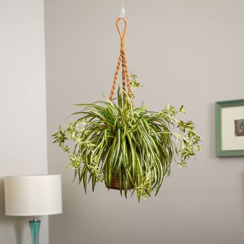 Ocean Spider Plant