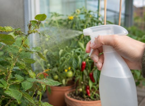Pest Prevention and Treatment