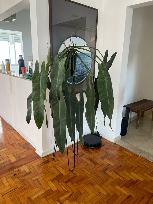 Philodendron Spiritus Sancti