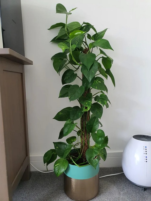 pothos propagation tips