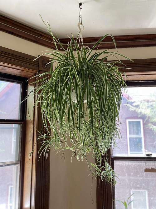 Reverse Variegated Spider Plant