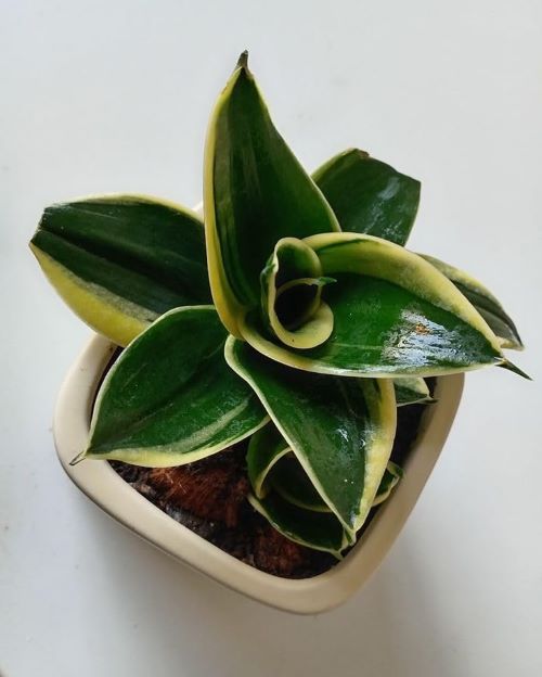 Rosette-shaped snake plant