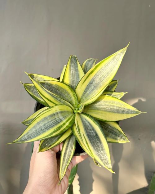  Golden Hahnii Snake Plant