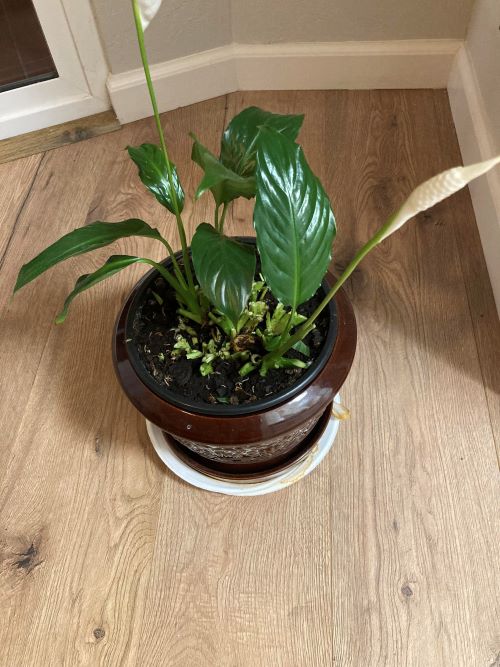 Boost Soil Microbial