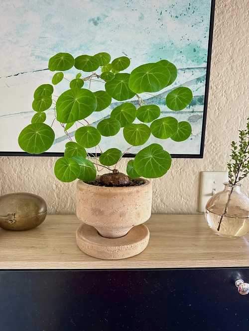  Stephania Erecta