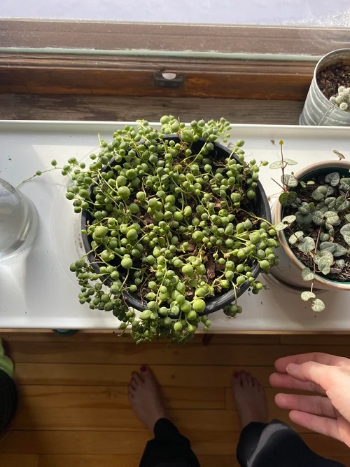 string of pearls