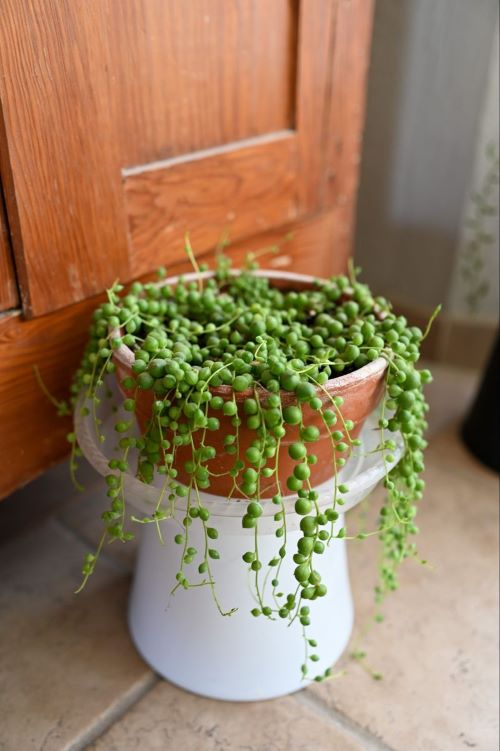 terracotta pot for string of pearls