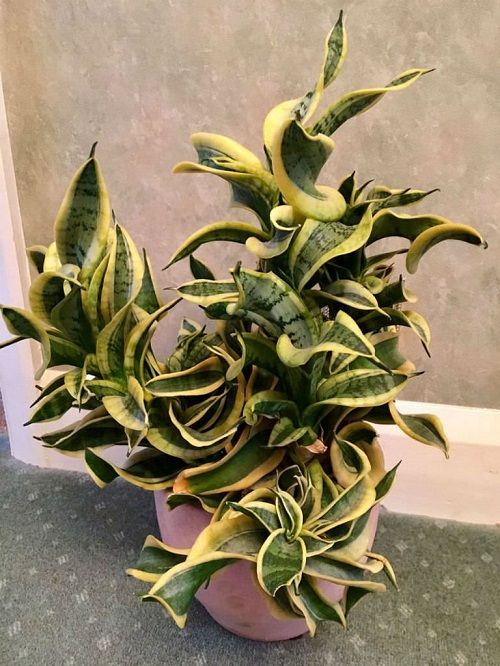  Twisted Sister Snake Plant