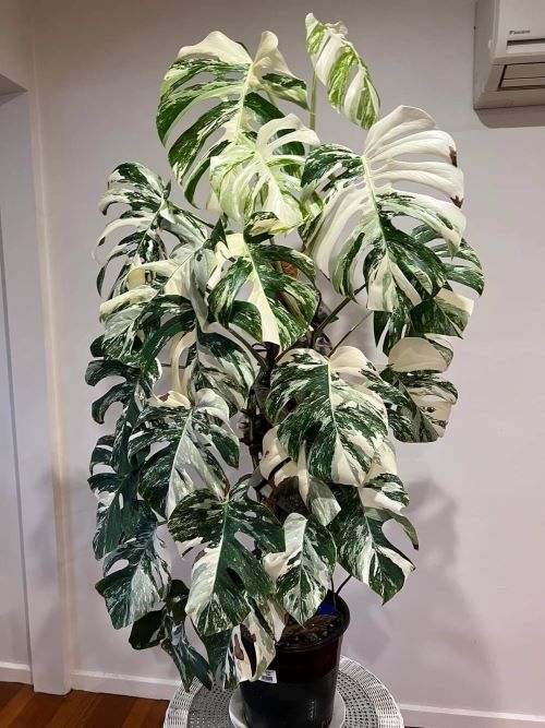 Variegated Monstera
