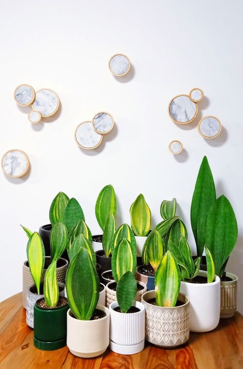  Whale Fin Snake Plant