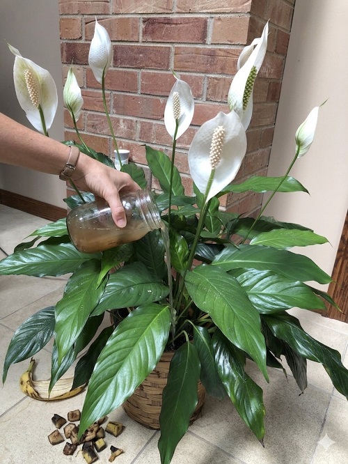 Banana Peel Tea