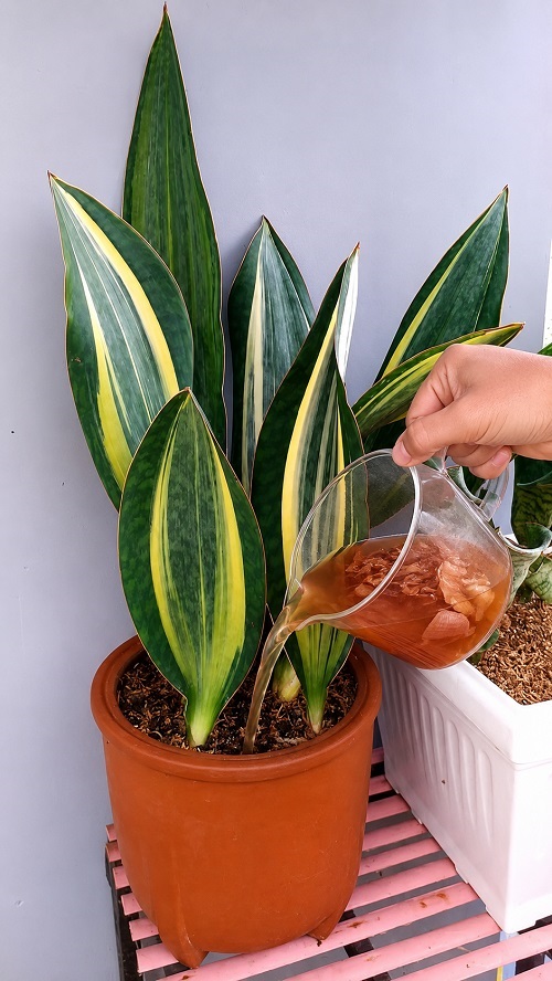 onion peel water