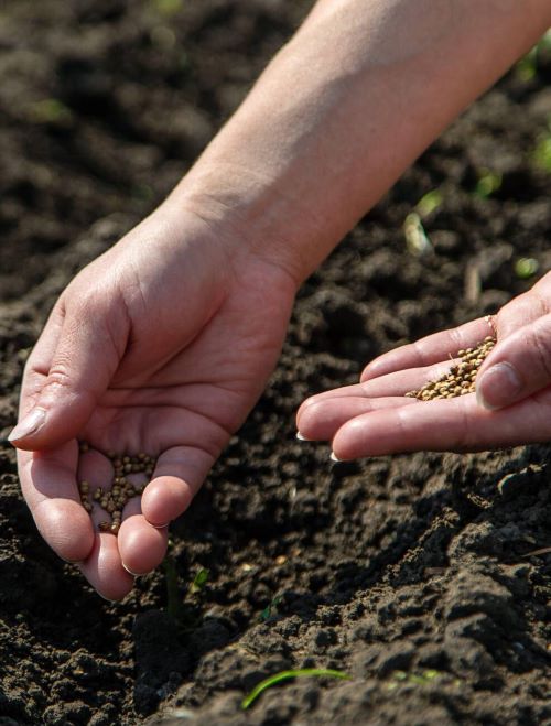 seed mix for Chaos Garden
