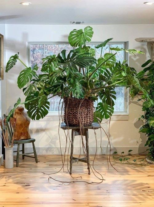 Aerial Roots of monstera