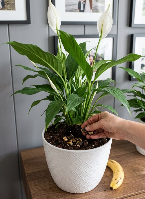 Burying Peels Directly in the Soil