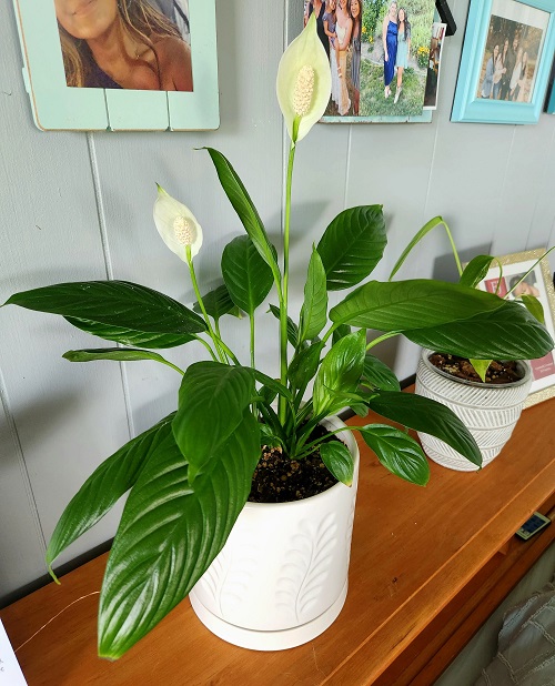 beautiful peace lily