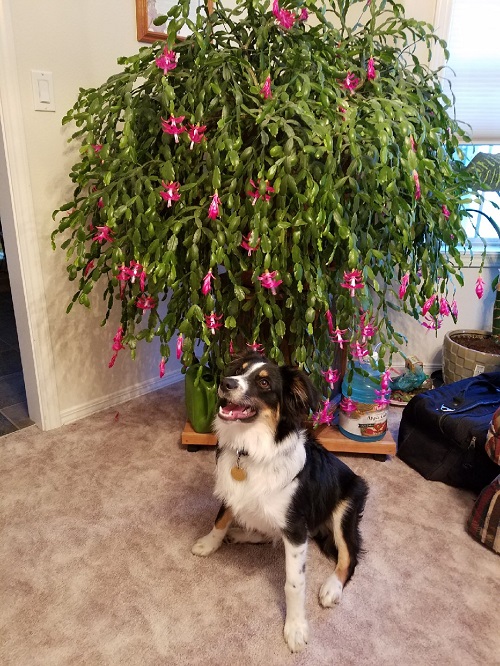 christmas cactus indoor