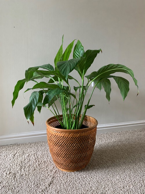 large pot for peace lily
